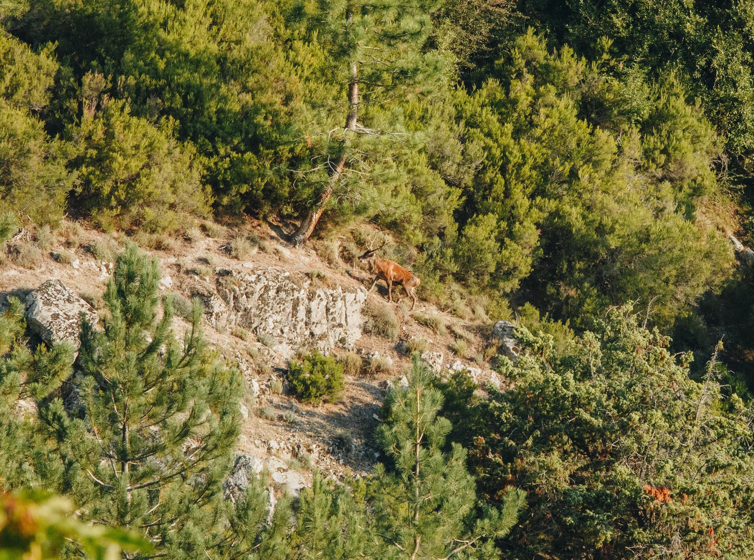 Agence réceptive pour entreprises en Corse